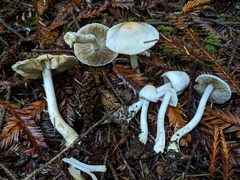 Inocybe pudica