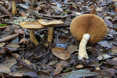 Cortinarius olidus