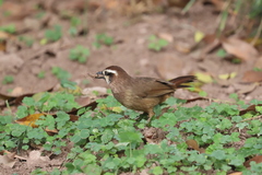 Pterorhinus sannio