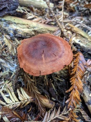 Cortinarius smithii