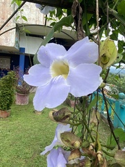 Thunbergia grandiflora