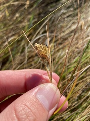 Carex longii