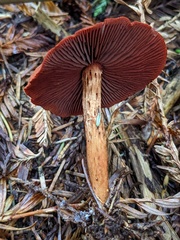 Cortinarius smithii