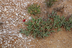 Malephora purpureocrocea