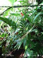 Thelypteridaceae