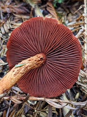 Cortinarius smithii