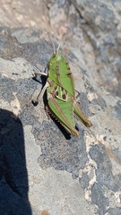 Alcamenes granulatus