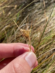 Carex longii