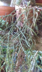 Phlegmariurus billardierei