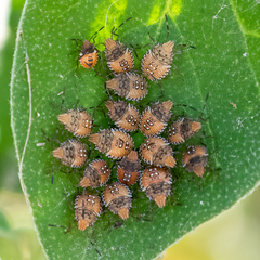 Arvelius albopunctatus