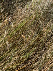 Carex longii