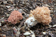 Ramaria botrytis