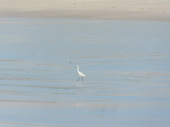 Egretta thula
