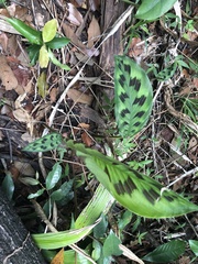 Goeppertia villosa