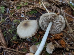 Mycena maculata