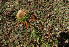 Leonotis ocymifolia