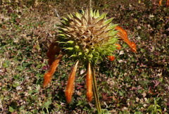 Leonotis ocymifolia