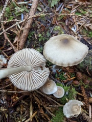 Mycena maculata