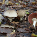 Inky Agaricus - Photo (c) Davide Puddu, some rights reserved (CC BY-NC), uploaded by Davide Puddu