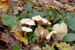 Clitocybe phyllophila