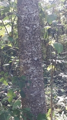 Hura polyandra