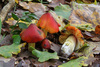 Waxcaps and Allies - Photo (c) Davide Puddu, some rights reserved (CC BY), uploaded by Davide Puddu