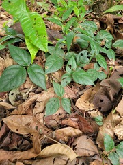 Desmodium axillare