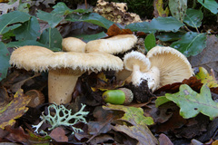Lactarius mairei