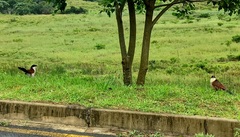 Centropus superciliosus burchellii