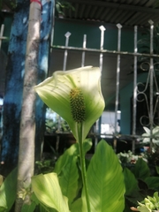 Spathiphyllum