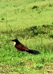 Centropus superciliosus burchellii