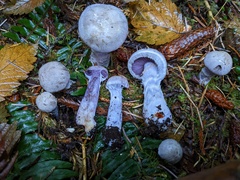 Cortinarius putorius