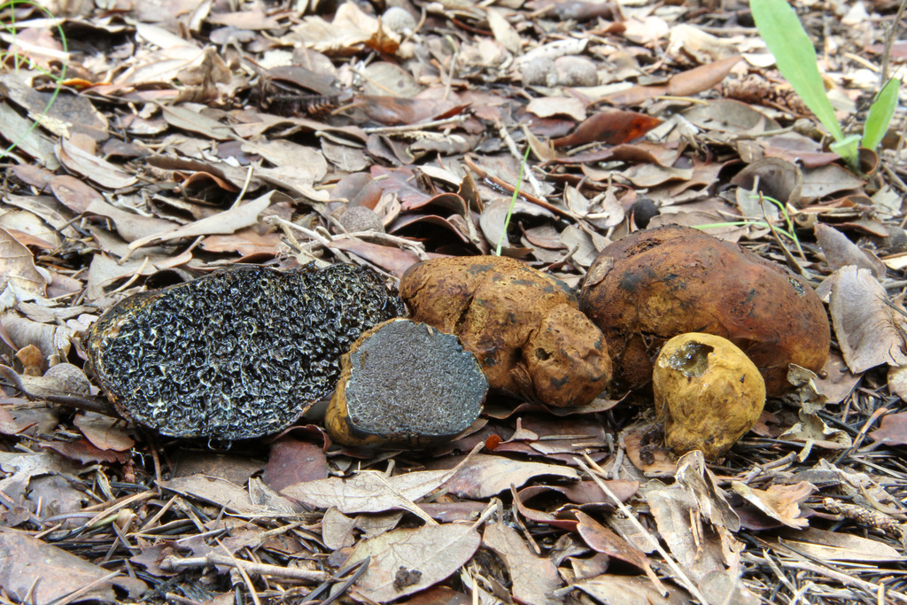 Fruity False Truffle