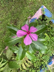 Catharanthus roseus
