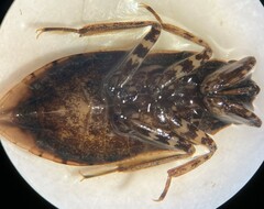 Belostoma fusciventre