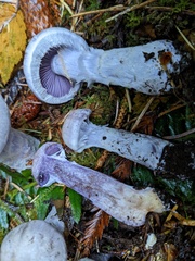Cortinarius putorius