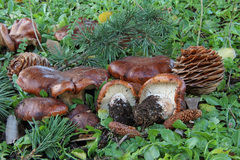 Tricholoma cedretorum