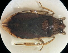 Belostoma fusciventre