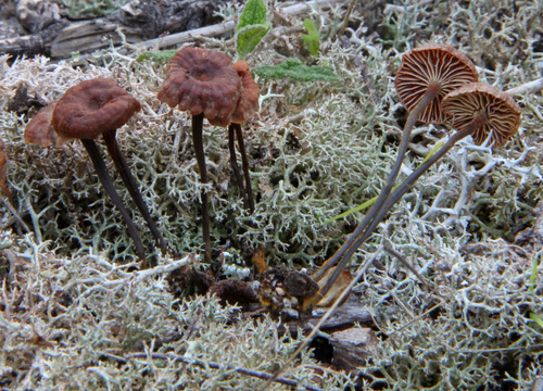 Representative image of Xeromphalina