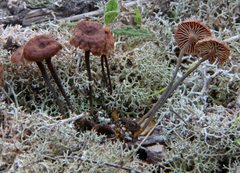 Xeromphalina setulipes