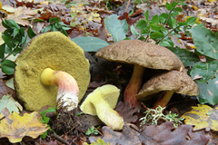 Xerocomellus cisalpinus