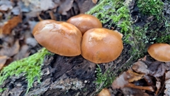 Kuehneromyces mutabilis