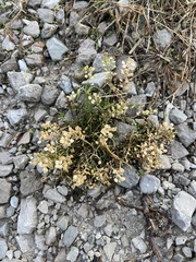 Lepidium virginicum