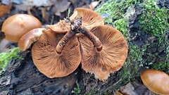 Kuehneromyces mutabilis
