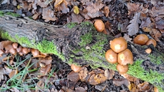 Kuehneromyces mutabilis