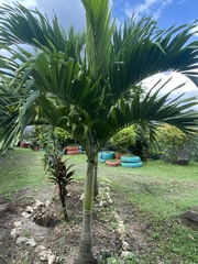 Arecoideae