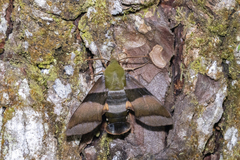 Perigonia glaucescens