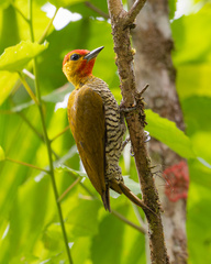 Yellow-Throated Woodpecker photo 2