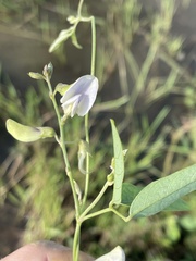 Neustanthus phaseoloides