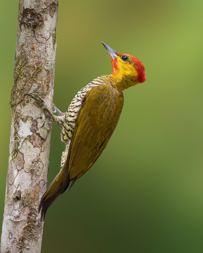 Yellow-throated Woodpecker photo